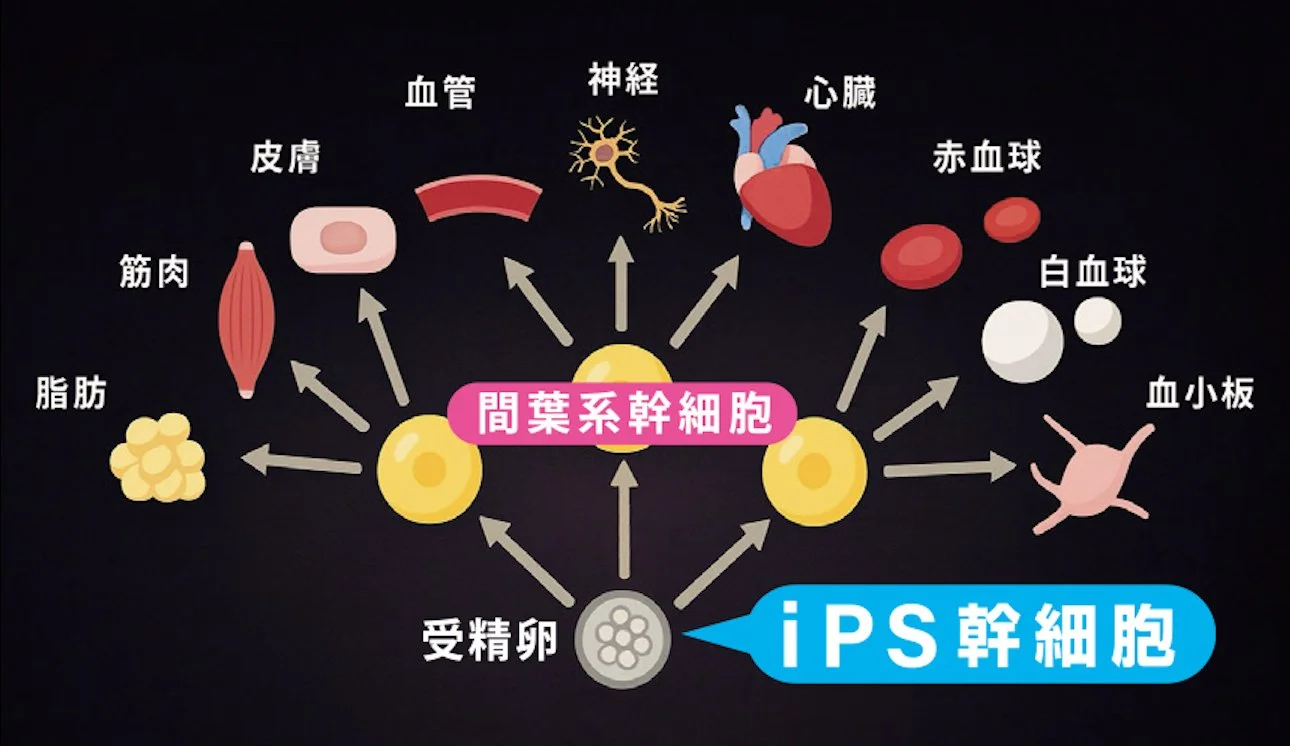 iPS幹細胞が皮膚、筋肉、神経、心臓、血球など多様な細胞へ分化する仕組みを示した図
